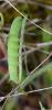 Hemaris tityus